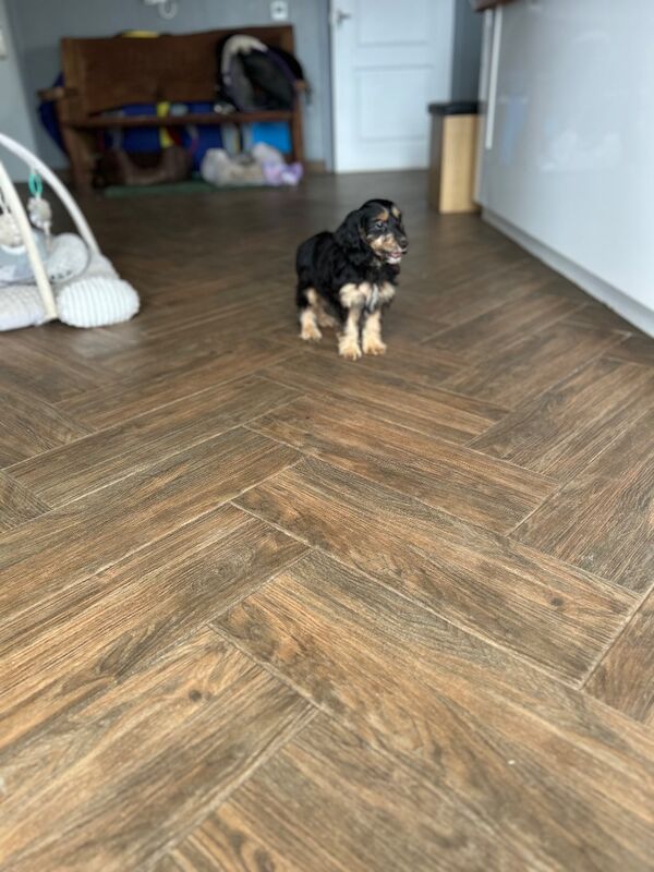 Beautiful black & tan cockapoo girl - Image 7 of 7