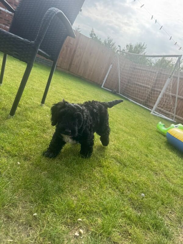 Cockapoo puppies for sale in Loughborough, Leicestershire – 3 months old
