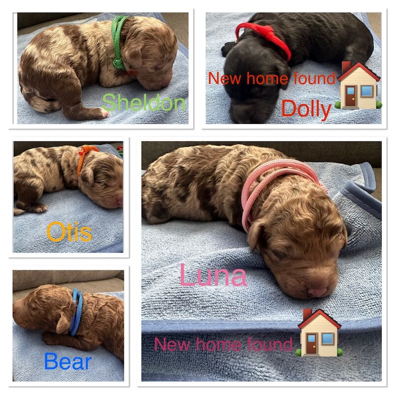 Beautiful flb Cockapoos for sale in Sittingbourne, Kent