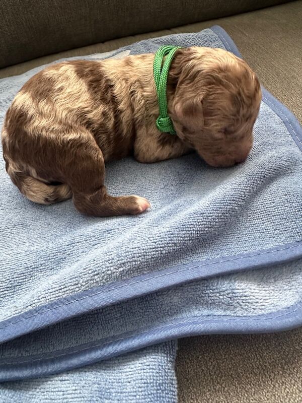Beautiful flb Cockapoos for sale in Sittingbourne, Kent | Image 3