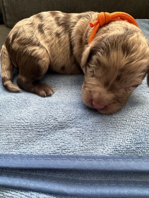 Beautiful flb Cockapoos for sale in Sittingbourne, Kent - Image 4