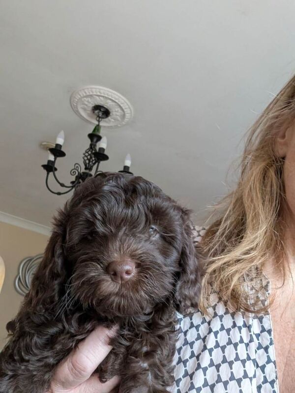 Beautiful Chocolate Cockapoo Pup, last of the litter. - Image 2 of 4