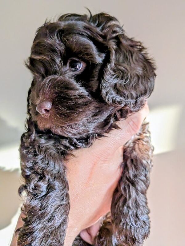 Beautiful Chocolate Cockapoo Pup, last of the litter. - Image 3 of 4