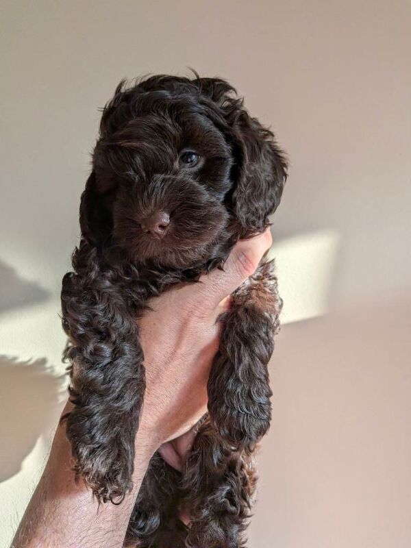 Beautiful Chocolate Cockapoo Pup, last of the litter. - Image 4 of 4