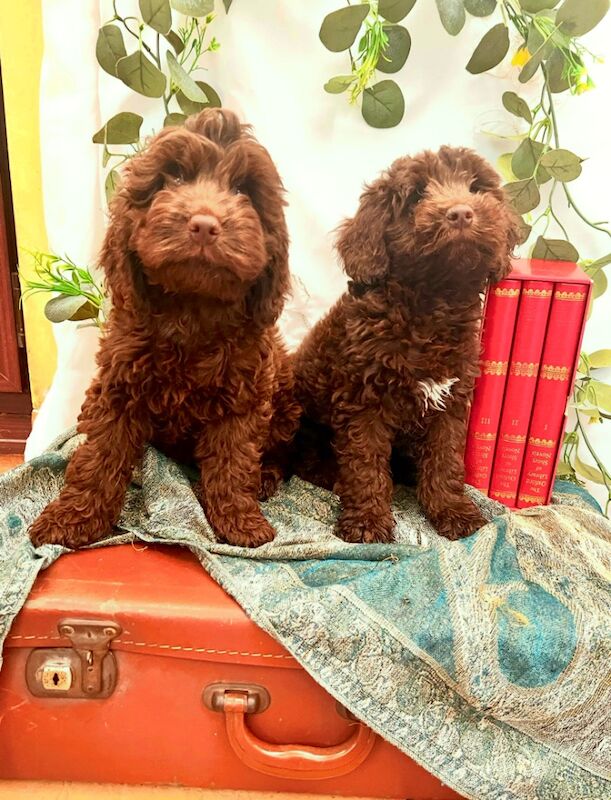 Beautiful Chocolate Cockapoo Puppies for sale in Goole, East Riding of Yorkshire