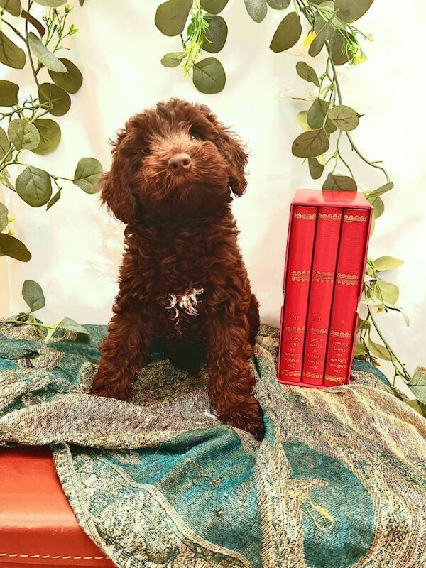 Beautiful Chocolate Cockapoo Puppies for sale in Goole, East Riding of Yorkshire | Image 2