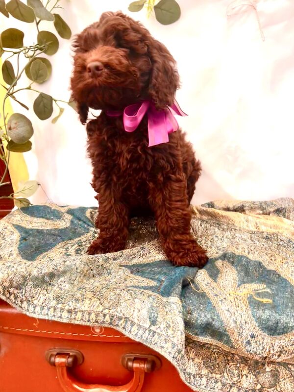 Beautiful Chocolate Cockapoo Puppies for sale in Goole, East Riding of Yorkshire | Image 3