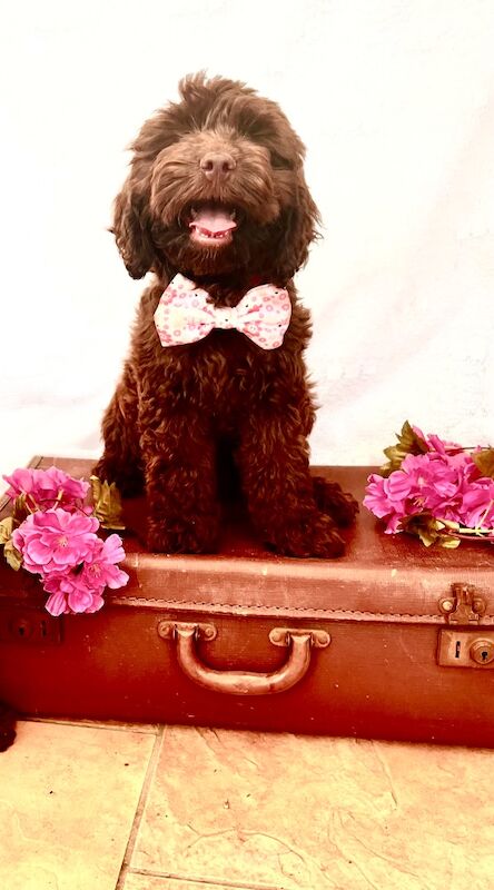 Beautiful Chocolate Cockapoo Puppies for sale in Goole, East Riding of Yorkshire | Image 1