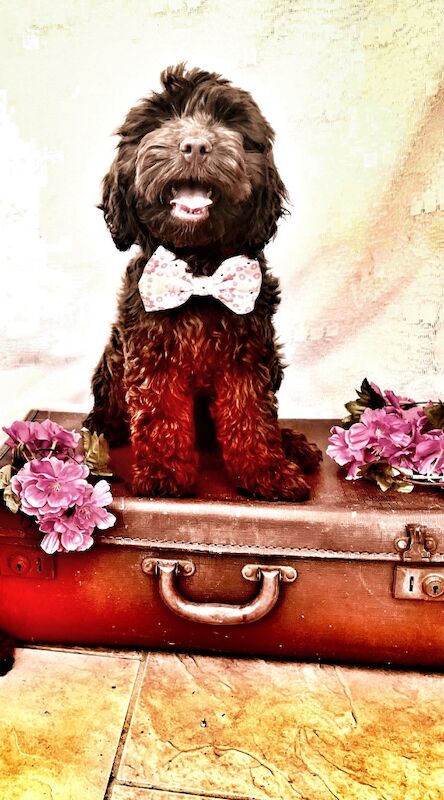 Beautiful Chocolate Cockapoo Puppies for sale in Goole, East Riding of Yorkshire | Image 2