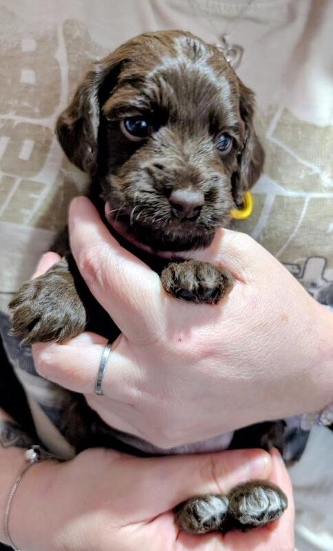 Cockapoo puppies for sale in Colchester, Essex – 8 weeks old - Image 4 of 4