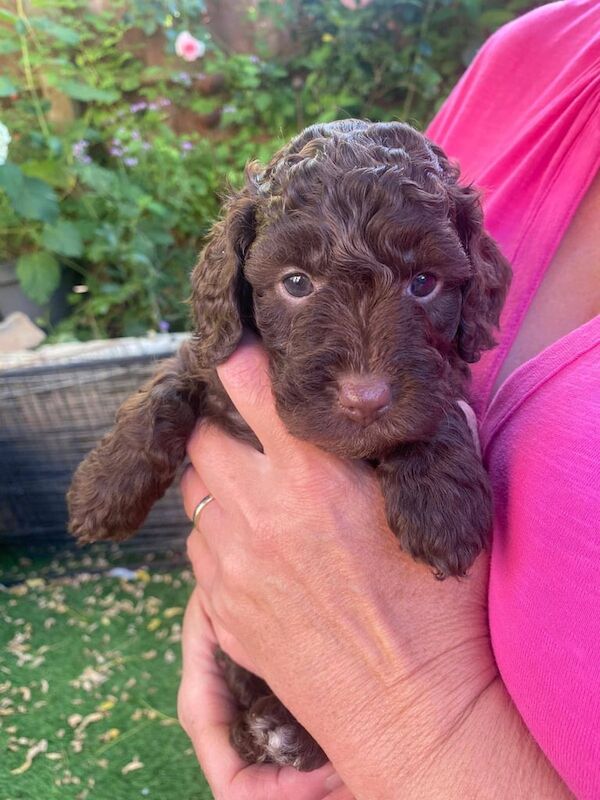 Cockapoo puppies for sale in Bristol – KC registered, 6 weeks old