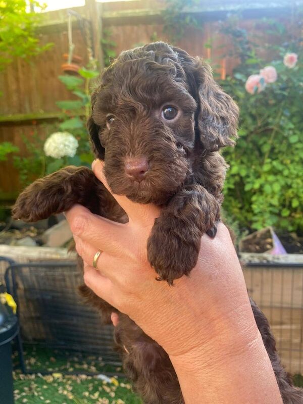 Cockapoo puppies for sale in Bristol – KC registered, 6 weeks old - Image 2 of 3