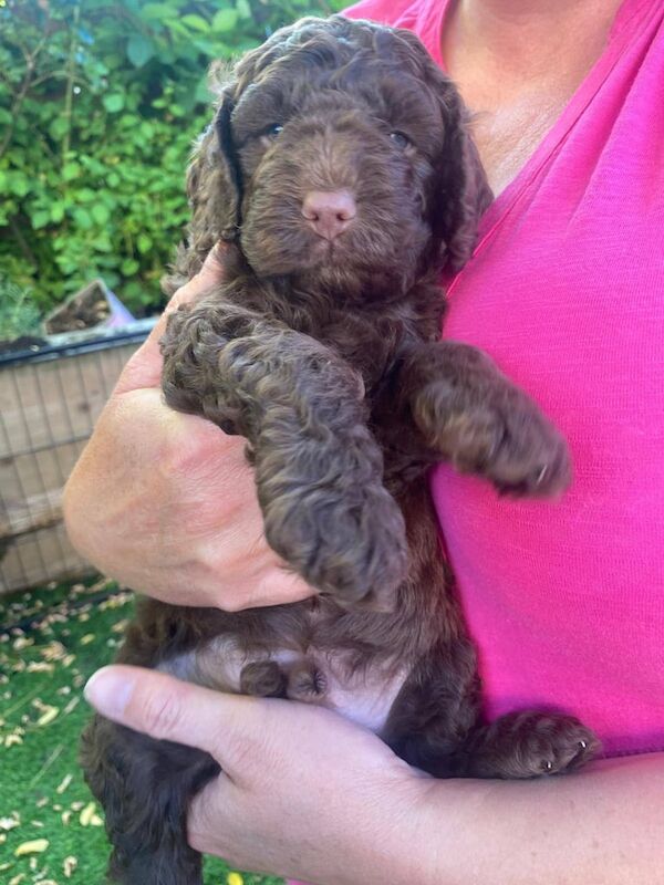 Cockapoo puppies for sale in Bristol – KC registered, 6 weeks old - Image 3 of 3