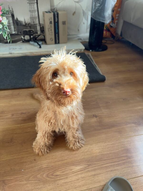 Beautiful Cockapoo - Image 2 of 4