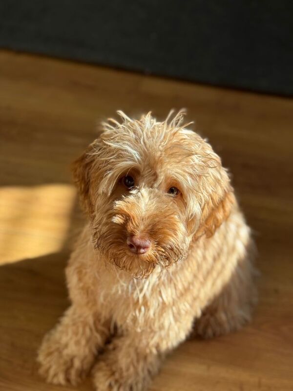 Beautiful Cockapoo - Image 3 of 4