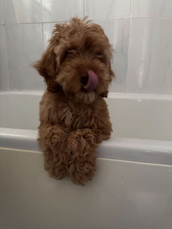 Beautiful Cockapoo - Image 4 of 4