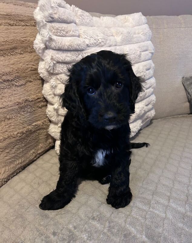 Cockapoo puppies for sale in Grantham, Lincolnshire – 11 weeks old