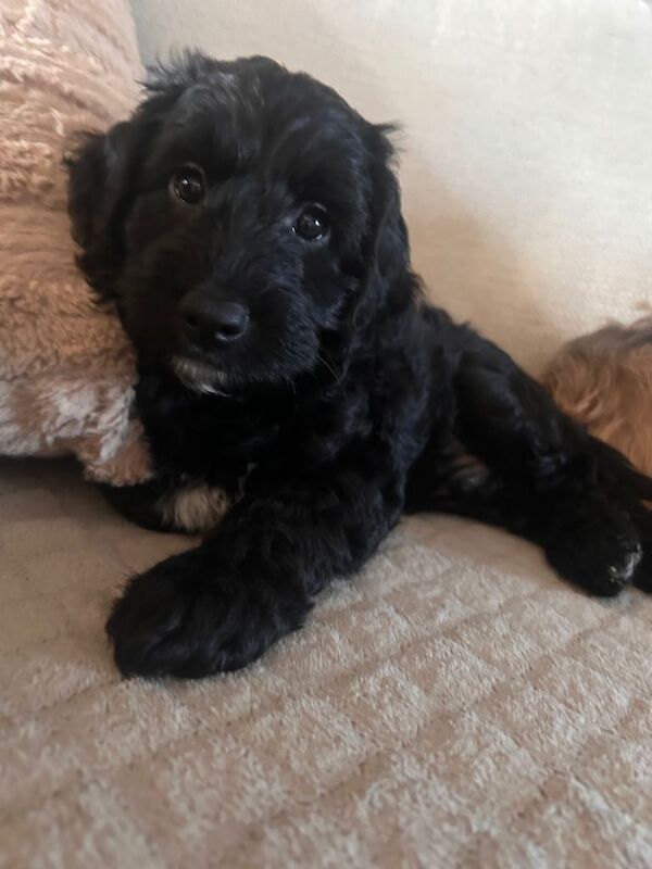 Cockapoo puppies for sale in Grantham, Lincolnshire – 3 months old - Image 2 of 5