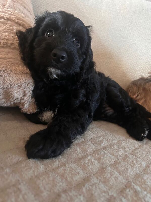 Cockapoo puppies for sale in Grantham, Lincolnshire – 3 months old - Image 3 of 5