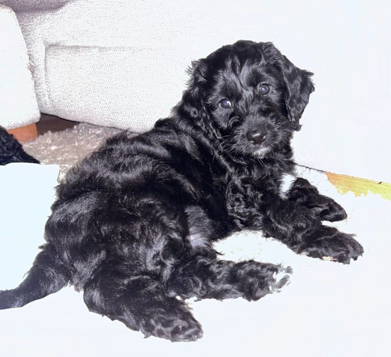 Cockapoo puppies for sale in Grantham, Lincolnshire – 3 months old - Image 4 of 5