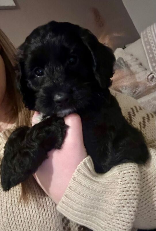 Cockapoo puppies for sale in Grantham, Lincolnshire – 3 months old - Image 5 of 5