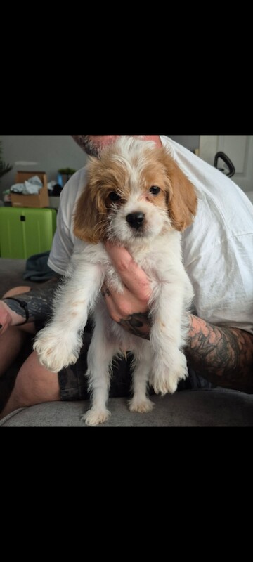 Beautiful cockapoo cross spaniel puppies for sale
