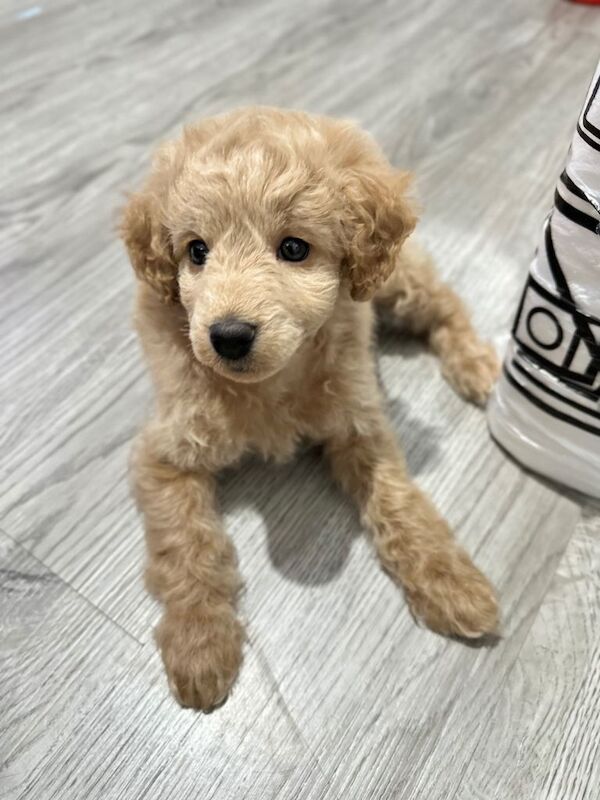 Cockapoo Puppies For Sale Under £1,000
