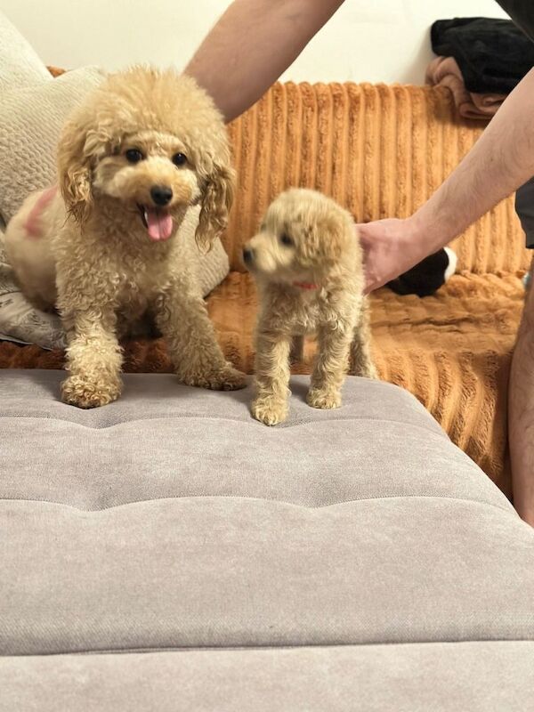 Cockapoo puppies for sale in Doagh, County Antrim – 8 weeks old - Image 2 of 3