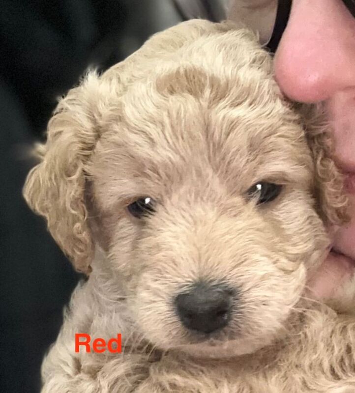 Cockapoo puppies for sale in Doagh, County Antrim – 8 weeks old - Image 3 of 3