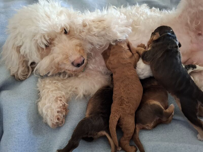 Cockapoo puppies for sale in Dundee, City of Dundee – 10 months old - Image 2 of 3