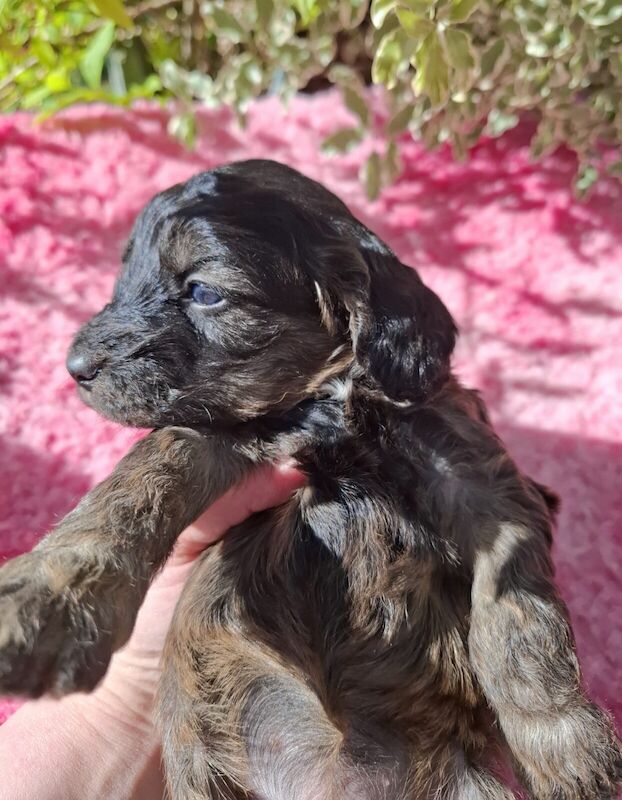 Cockapoo puppies for sale in Dundee, City of Dundee – 10 months old - Image 3 of 3