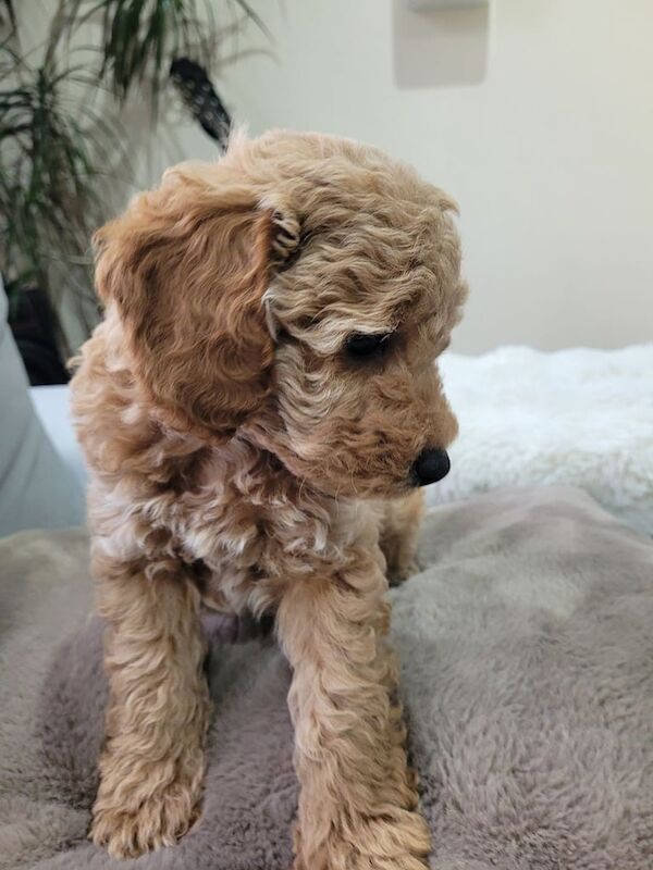 Cockapoo puppies for sale in Portadown, County Armagh – 7 weeks old