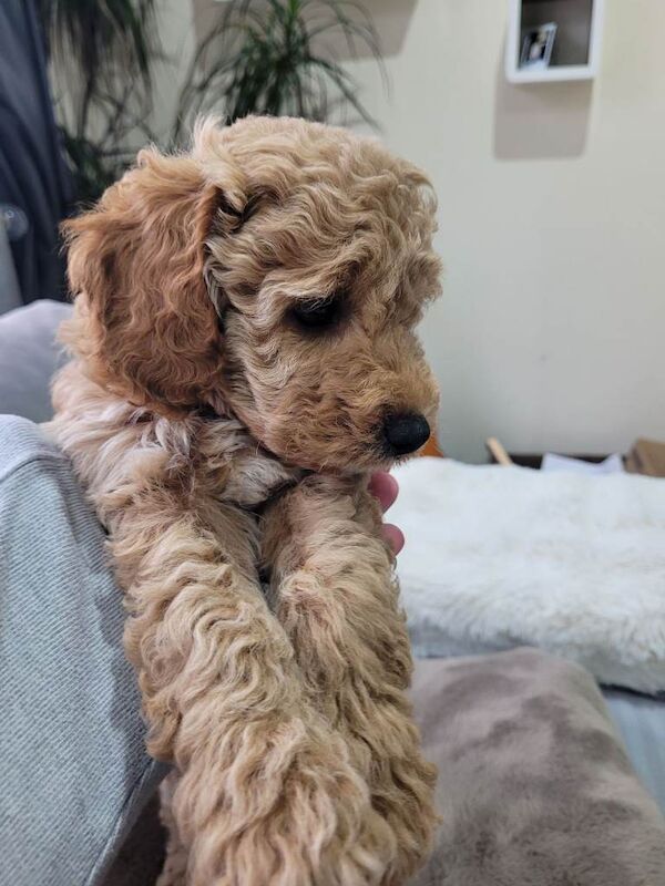 Cockapoo puppies for sale in Portadown, County Armagh – 7 weeks old - Image 2 of 4
