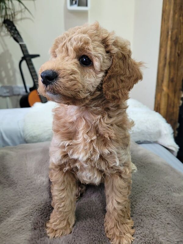 Cockapoo puppies for sale in Portadown, County Armagh – 7 weeks old - Image 3 of 4