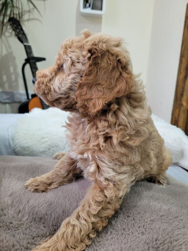 Cockapoo puppies for sale in Portadown, County Armagh – 7 weeks old - Image 4 of 4