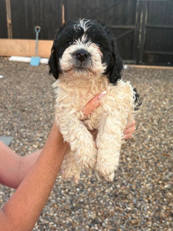 Beautiful Cockapoo Puppies – 1 Boy & 5 Girls – Ready for Loving Homes – £800