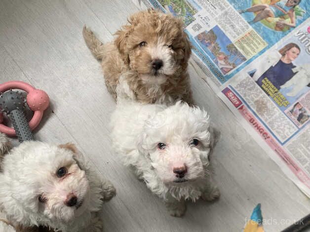 Cockapoo puppies for sale in Gravesend, Hertfordshire – 1 year old - Image 2 of 5