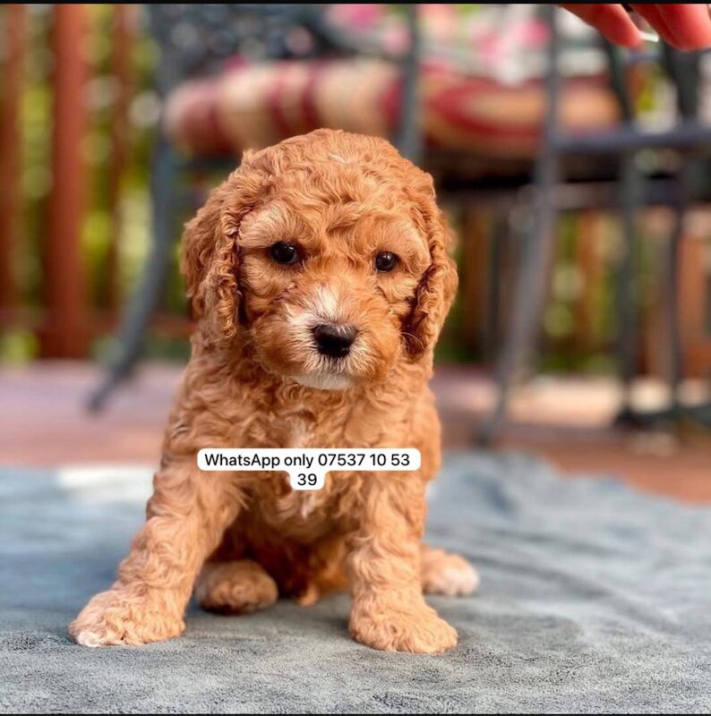 Cockapoo puppies for sale in B11 – 8 weeks old