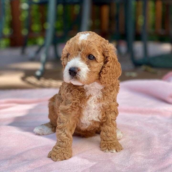 Cockapoo puppies for sale in B11 – 8 weeks old - Image 2 of 6