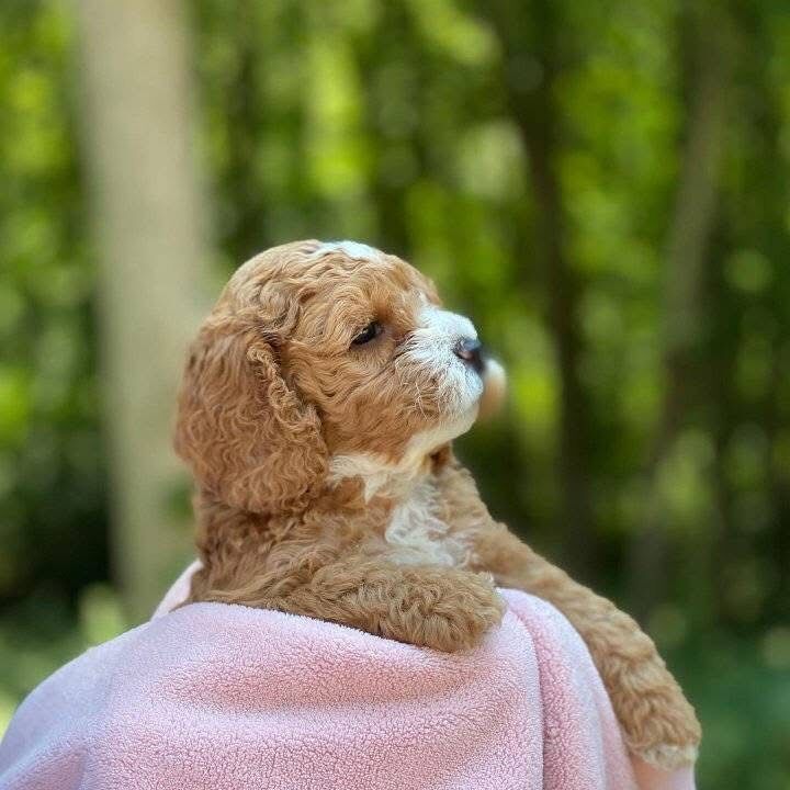 Cockapoo puppies for sale in B11 – 8 weeks old - Image 3 of 6