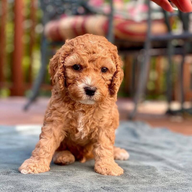 Cockapoo puppies for sale in B11 – 8 weeks old - Image 4 of 6