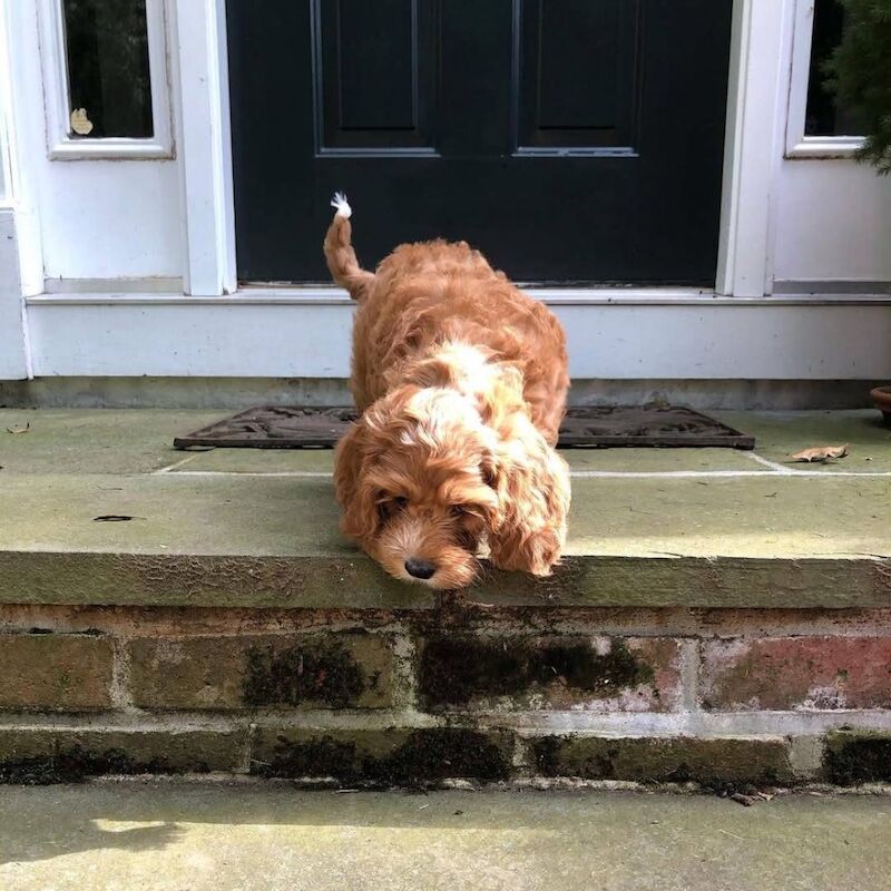 Cockapoo puppies for sale in B11 – 8 weeks old - Image 6 of 6