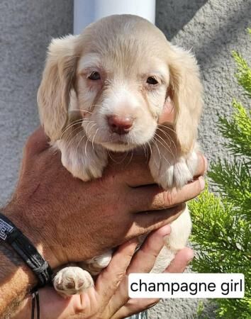Cockapoo puppies for sale in Carlton in Cleveland, North Yorkshire – 1 year old - Image 3 of 5
