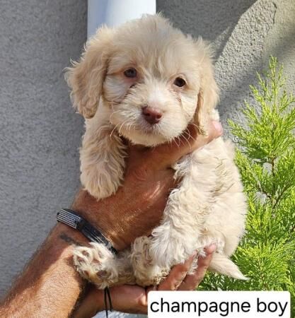 Cockapoo puppies for sale in Carlton in Cleveland, North Yorkshire – 1 year old - Image 4 of 5