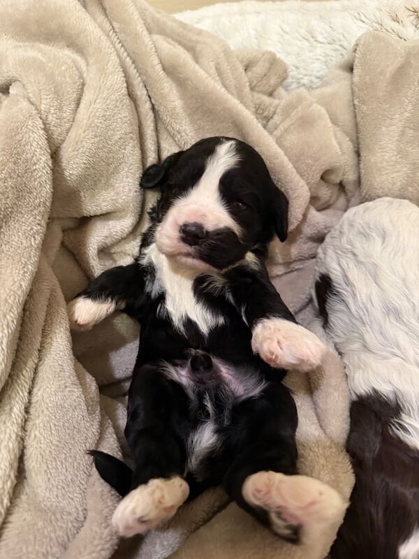 Cockapoo puppies for sale in Headcorn, Kent – 1 year old - Image 2 of 3