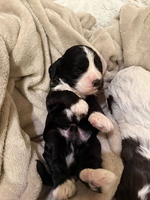 Cockapoo puppies for sale in Headcorn, Kent – 1 year old - Image 3 of 3