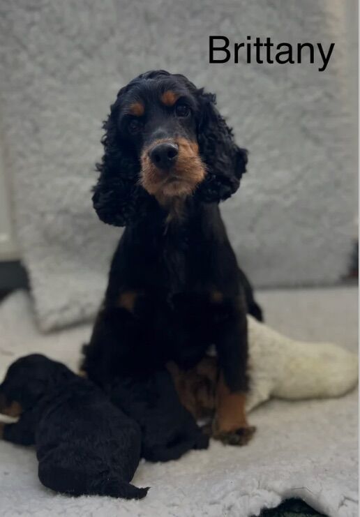 Beautiful cockapoo puppies for sale in Upwell, Norfolk