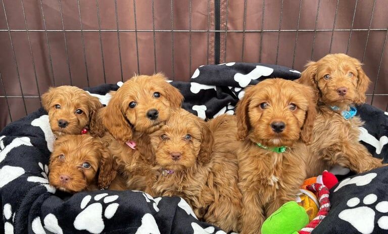 Beautiful cockapoo puppies - Image 1 of 3