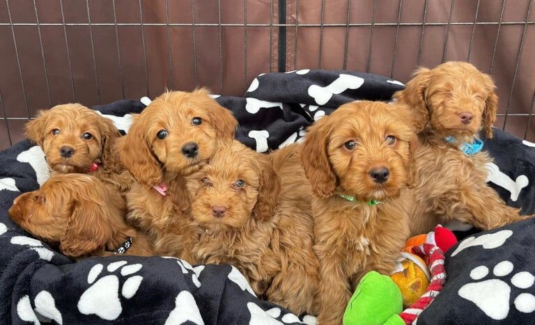 Beautiful cockapoo puppies - Image 2 of 3