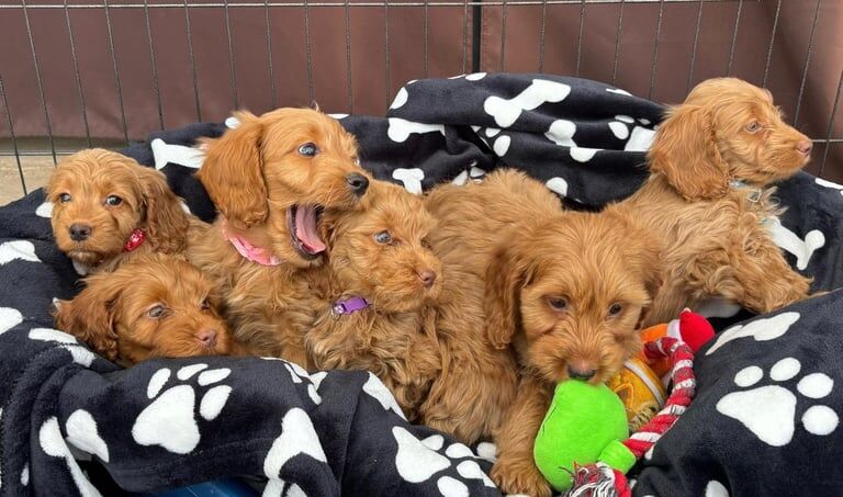 Beautiful cockapoo puppies - Image 3 of 3